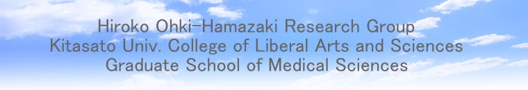 Hiroko Ohki-Hamazaki Research Group Kitasato Univ. College of Liberal Arts and Sciences Graduate School of Medical Sciences 