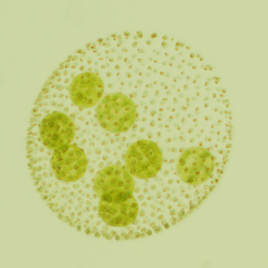 生物学単位 ホームページ